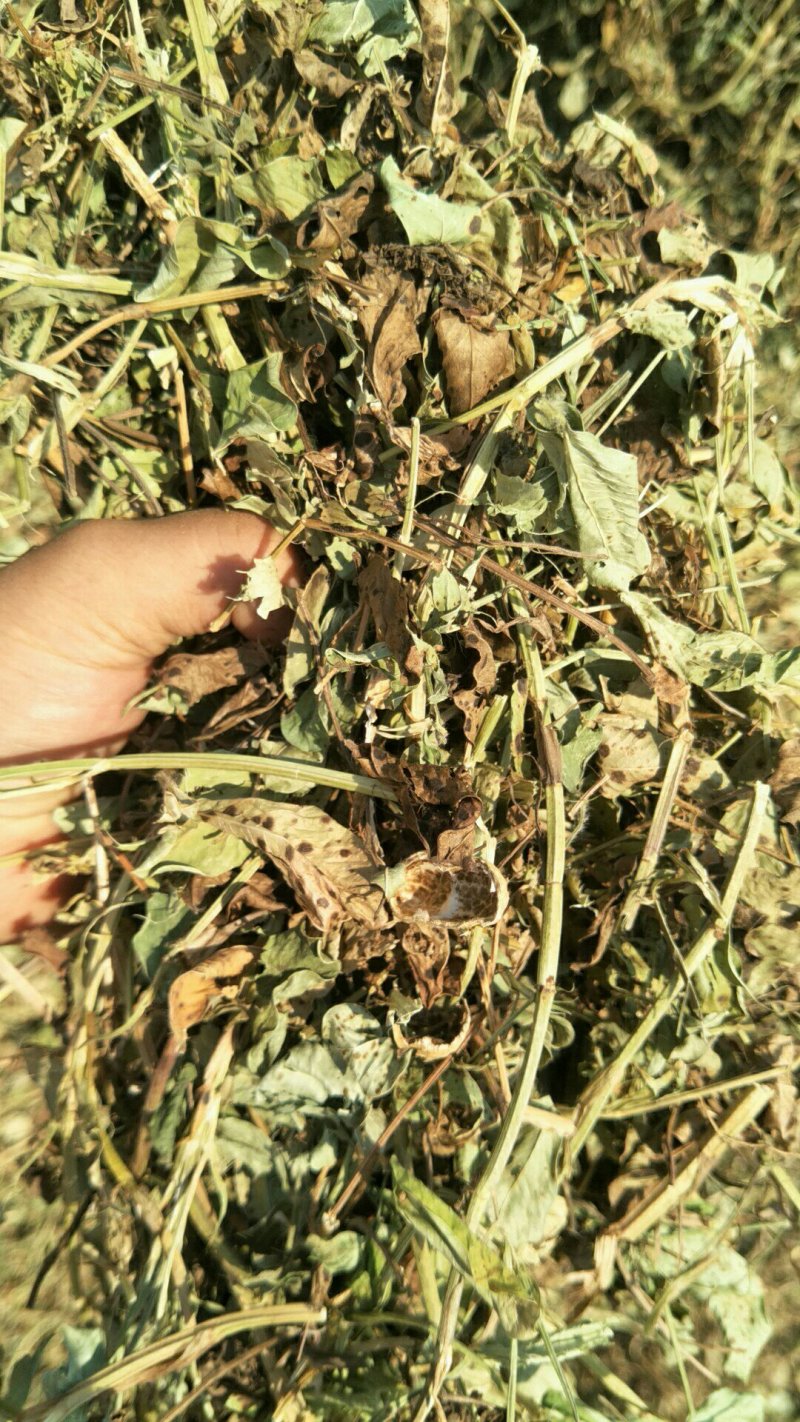 大量优质牛羊草料花生秧