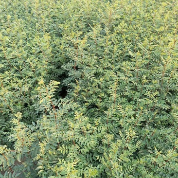 花椒苗1~2年1公分大红袍花椒苗价格无刺花椒苗