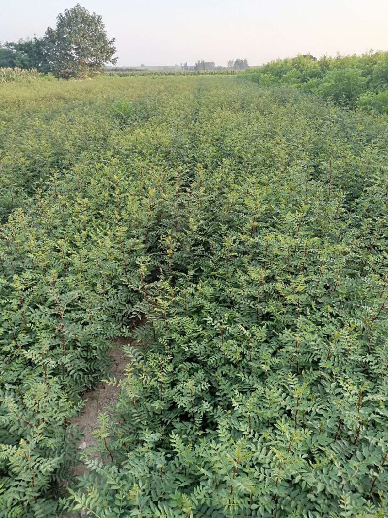 花椒苗1~2年1公分大红袍花椒苗价格无刺花椒苗