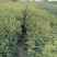 花椒苗1~2年1公分大红袍花椒苗价格无刺花椒苗