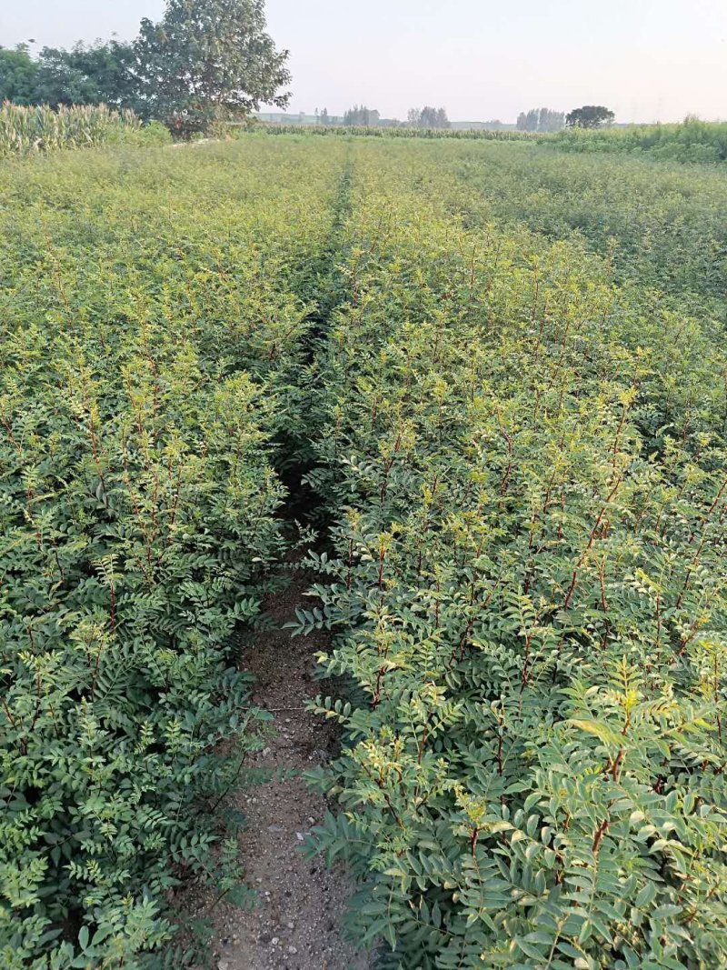 花椒苗1~2年1公分大红袍花椒苗价格无刺花椒苗