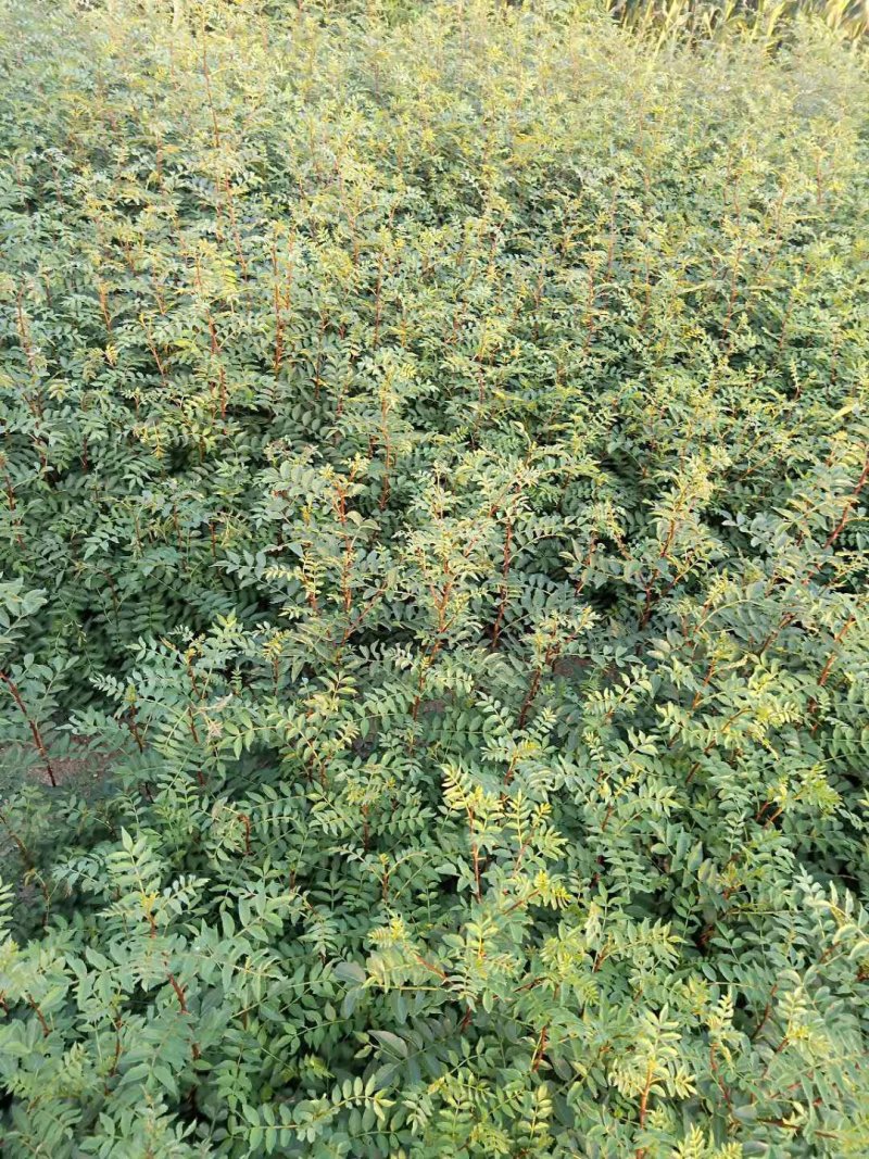 花椒苗1~2年1公分大红袍花椒苗价格无刺花椒苗