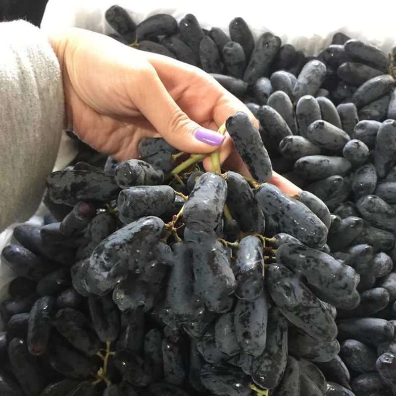 蓝宝石葡萄苗，甜蜜蓝宝石葡萄苗