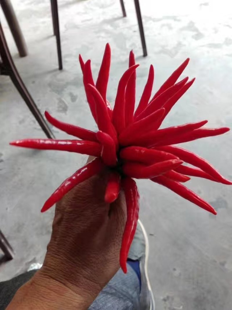 小米椒
