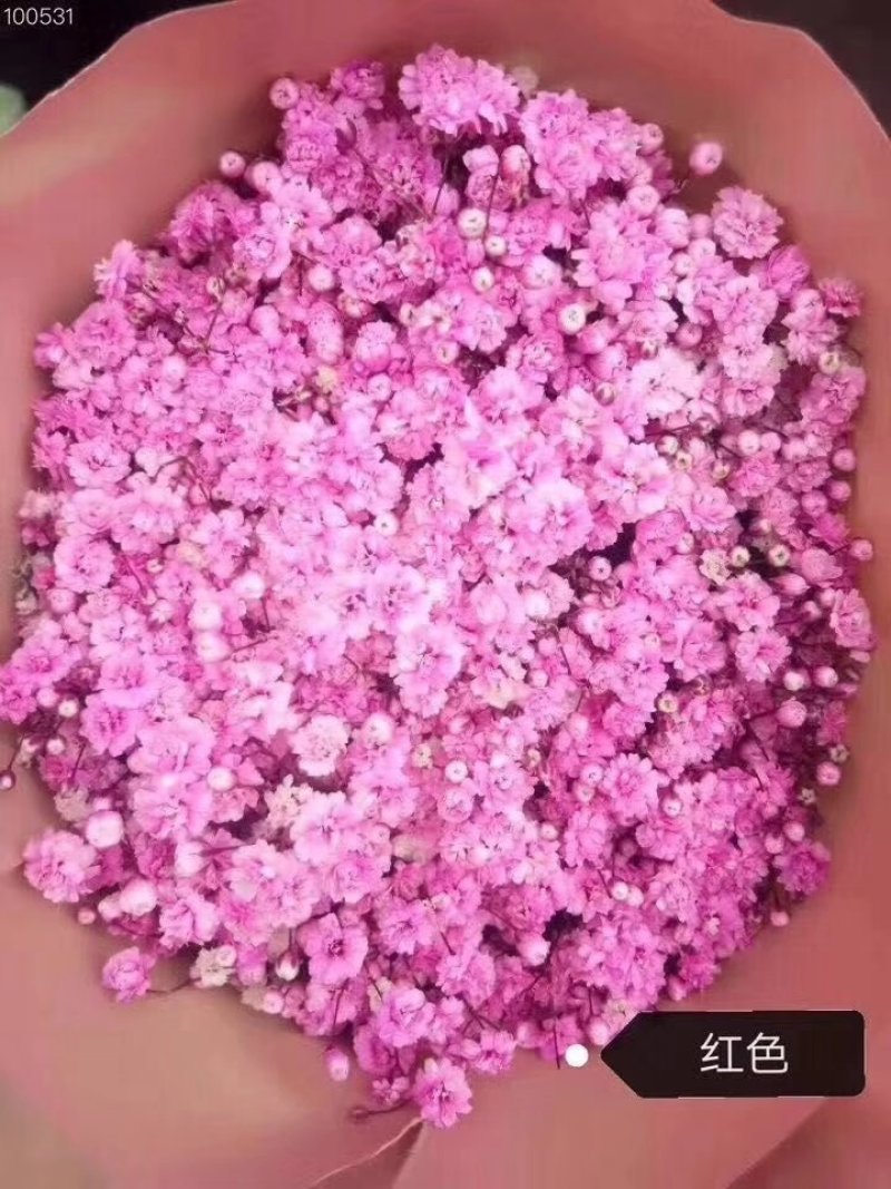 全国供应各种鲜花