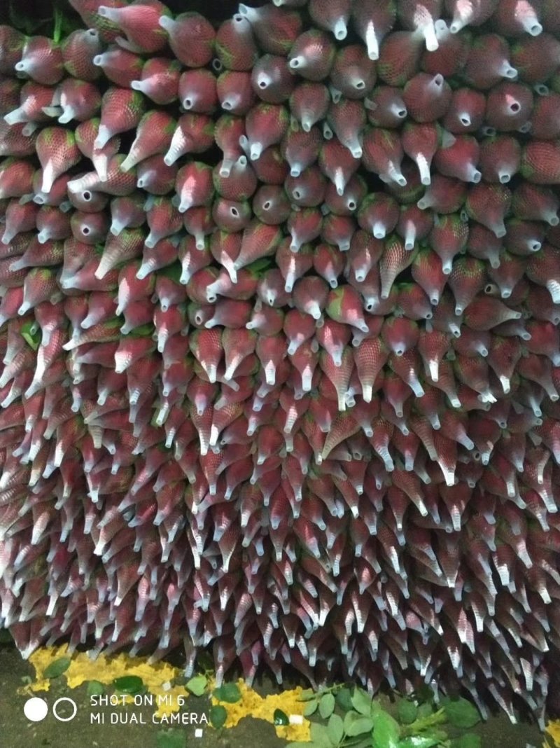 全国供应各种鲜花