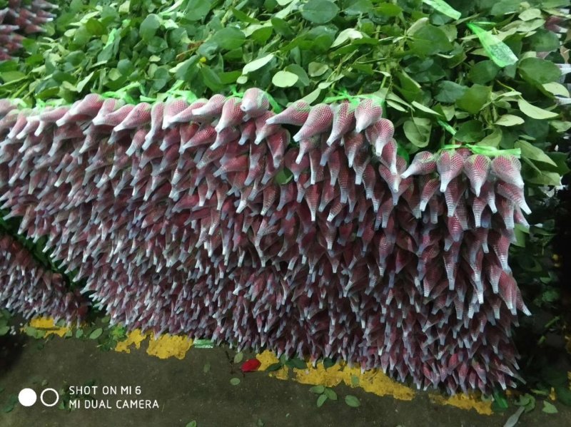 全国供应各种鲜花