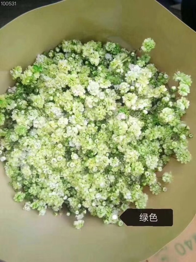 全国供应各种鲜花