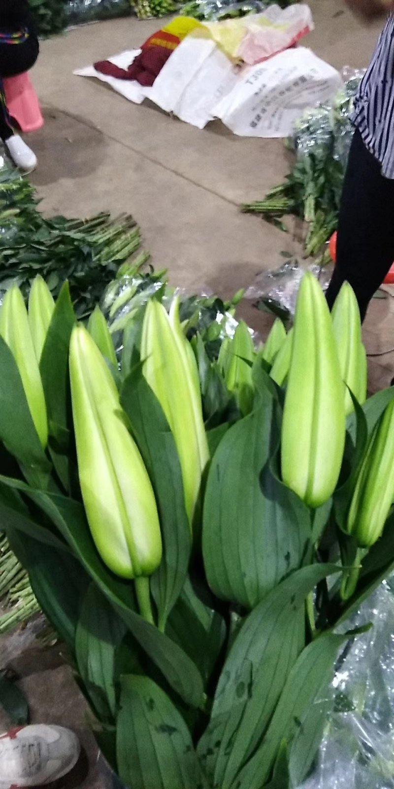 全国供应各种鲜花