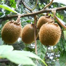 贵州野生猕猴桃非人工种植猕猴桃