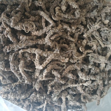 蜘蛛香个子马蹄金个子