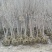 早樱樱花10公分樱花价格