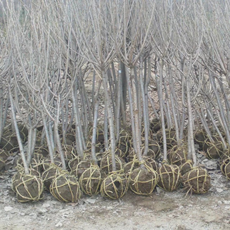 早樱樱花10公分樱花价格