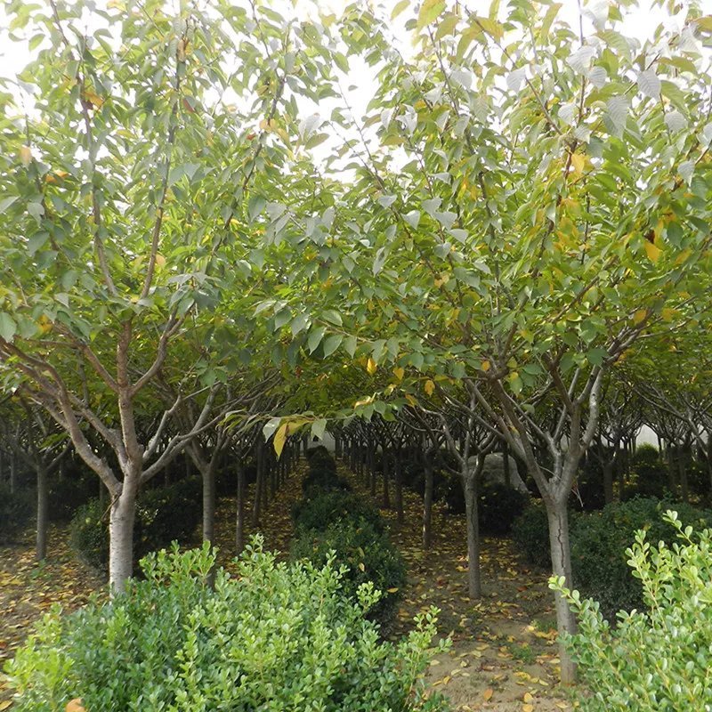 早樱樱花10公分樱花价格