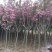 早樱樱花10公分樱花价格