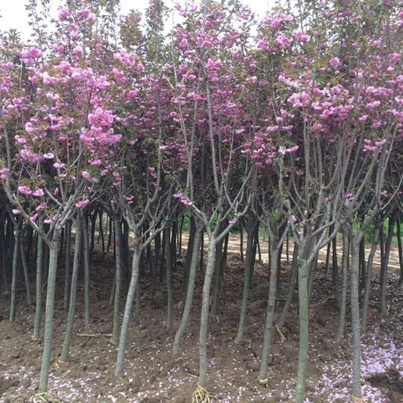 早樱樱花10公分樱花价格