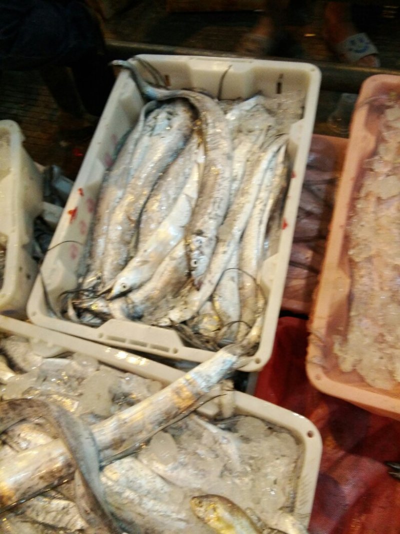东海带鱼