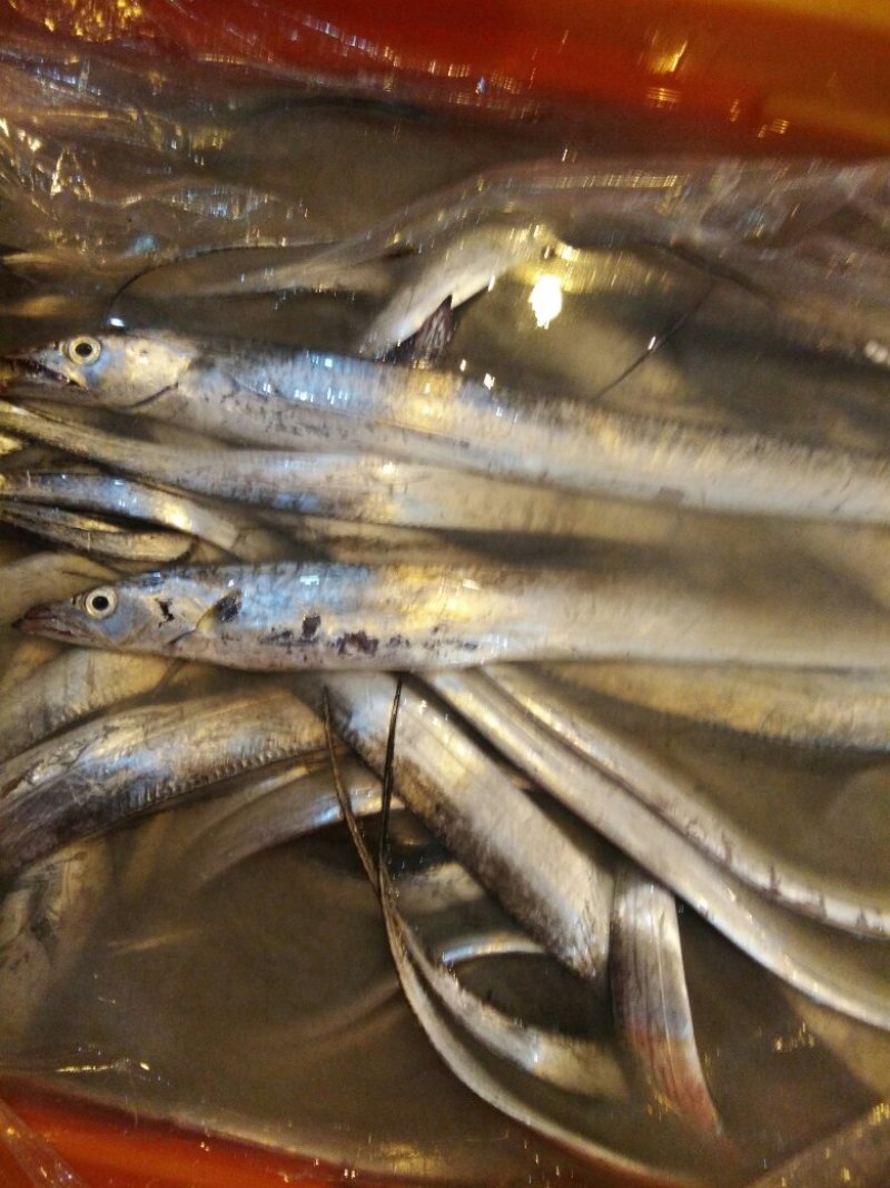 东海带鱼