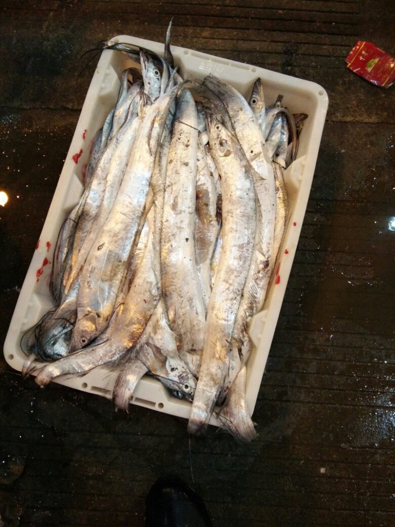 东海带鱼