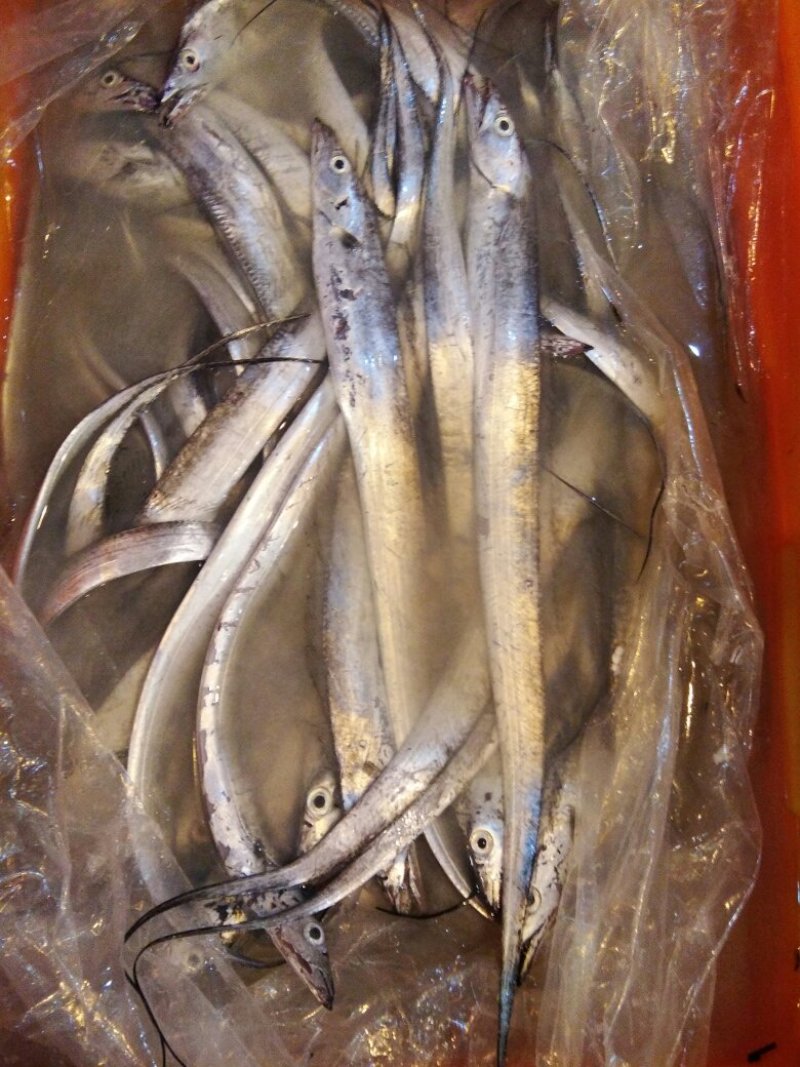 东海带鱼