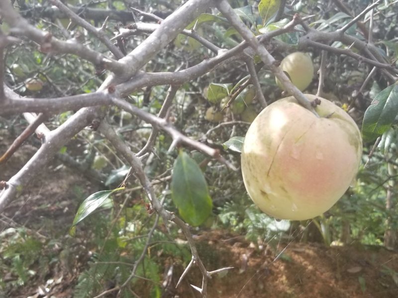 特优老品种酸木瓜