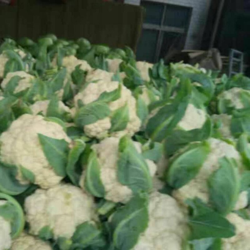 花生丶包菜丶花菜丶等农产品