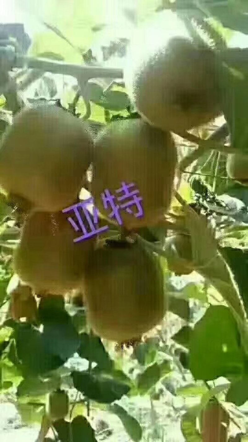 猕猴桃