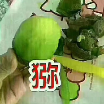 猕猴桃