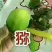 猕猴桃