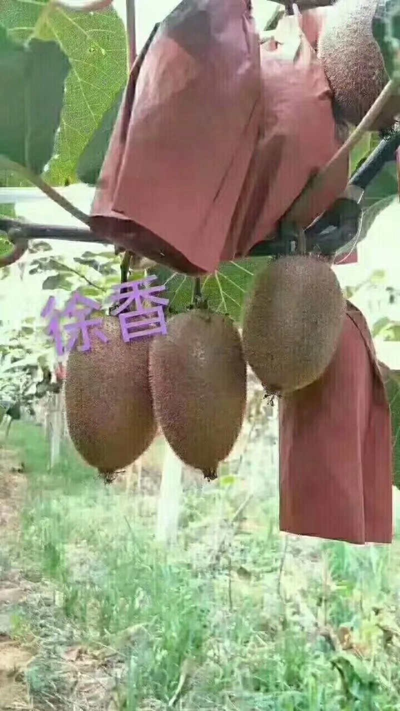 猕猴桃