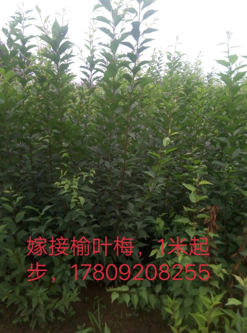 榆叶梅