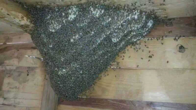 土蜂蜜百花蜜蜂蜜一斤装