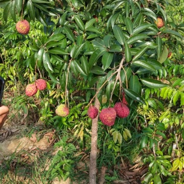 荔枝王果树苗无核糯米糍妃子笑嫁接果树苗新品种仙进奉观音绿