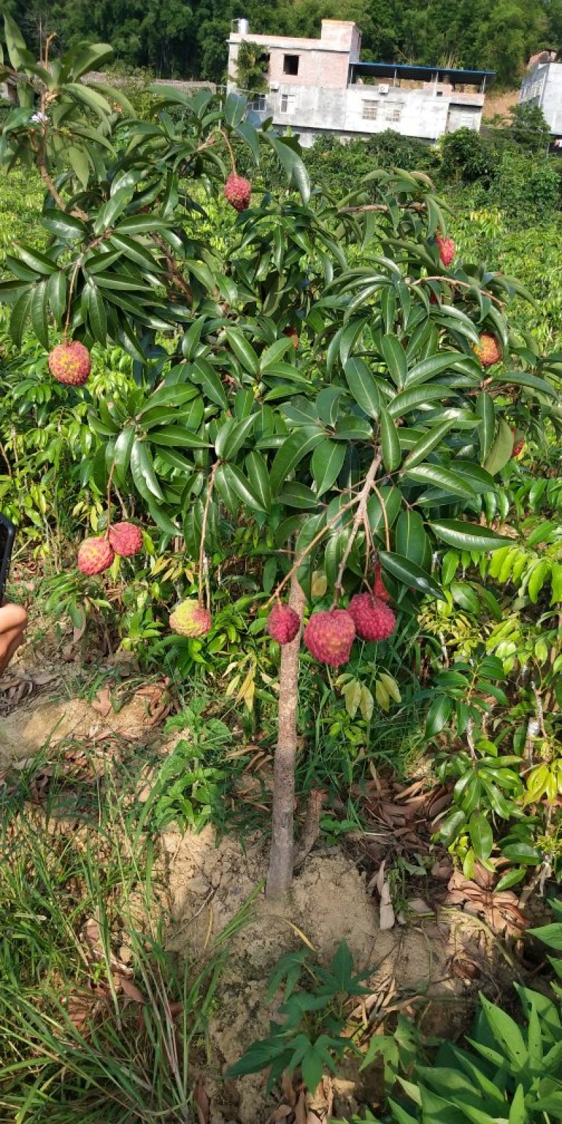 荔枝王果树苗无核糯米糍妃子笑嫁接果树苗新品种仙进奉观音绿