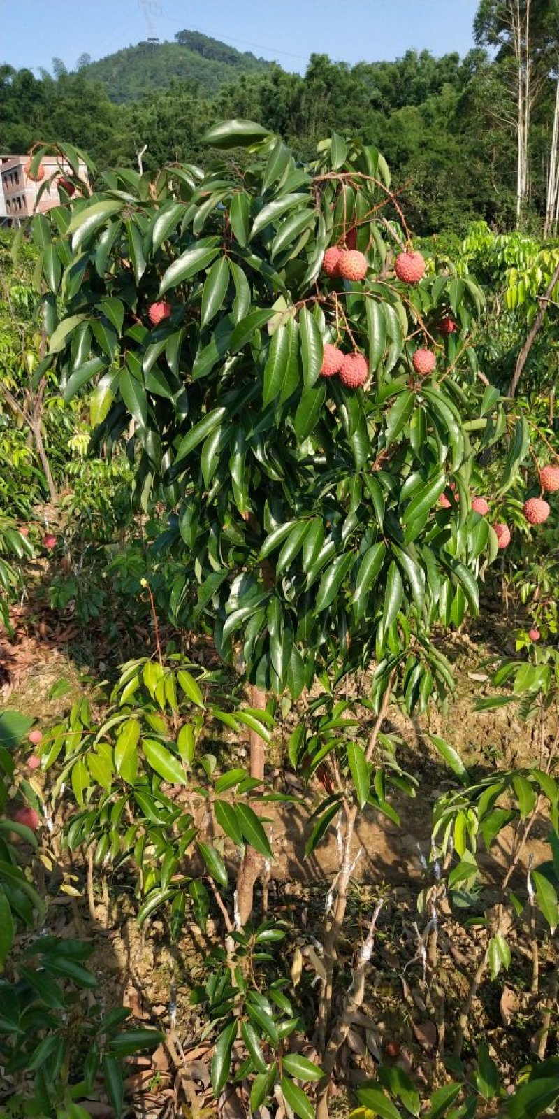 荔枝王果树苗无核糯米糍妃子笑嫁接果树苗新品种仙进奉观音绿