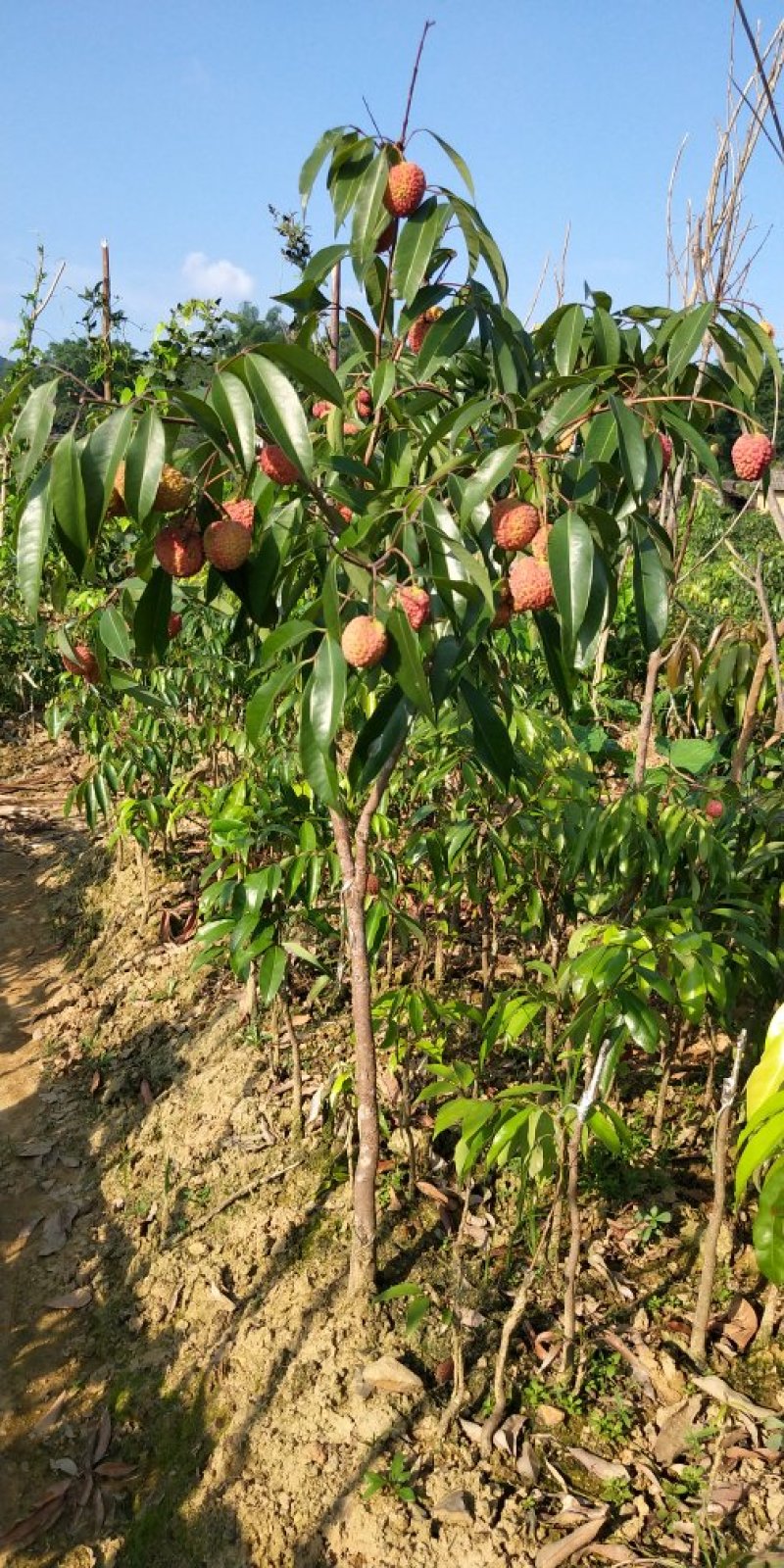 荔枝王果树苗无核糯米糍妃子笑嫁接果树苗新品种仙进奉观音绿