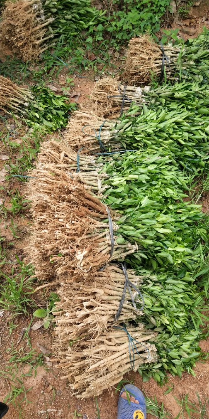 柚子树苗嫁接三红蜜柚红肉蜜柚黄金蜜柚苗正品嫁接苗端品种