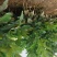 柚子树苗嫁接三红蜜柚红肉蜜柚黄金蜜柚苗正品嫁接苗端品种