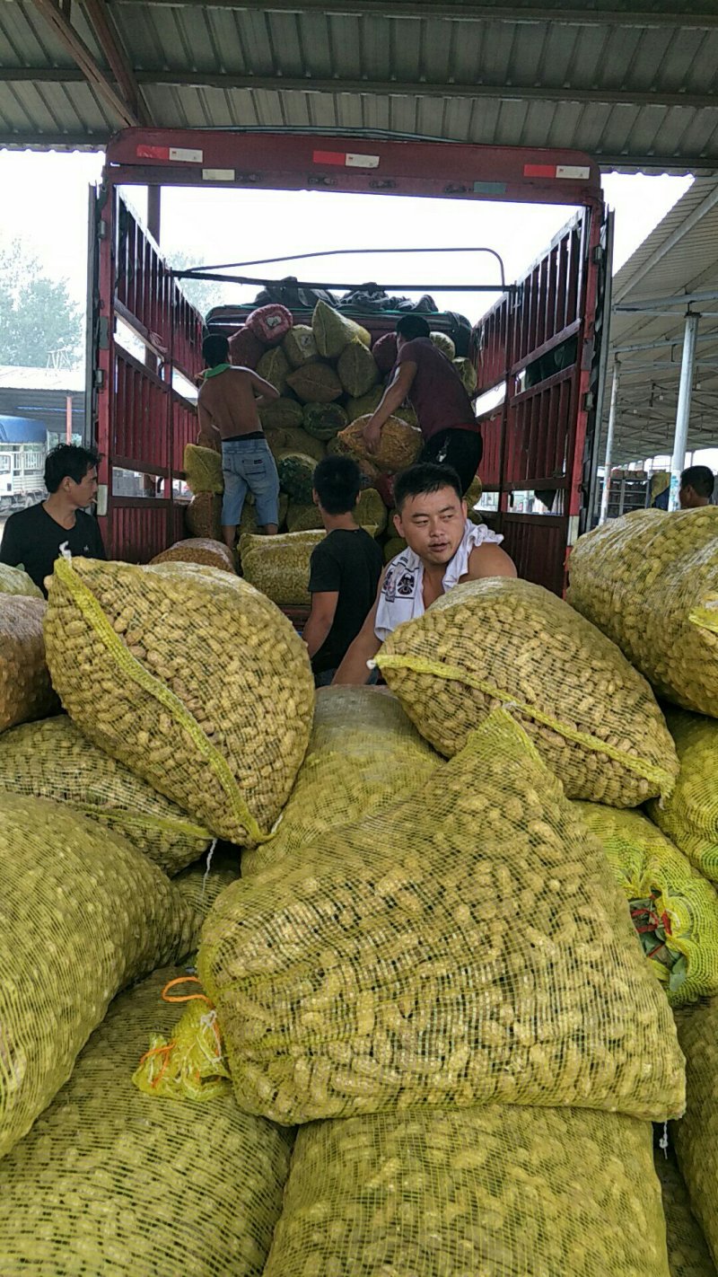 山东省聊城市东昌府区沙镇镇鲜花生大量上市中