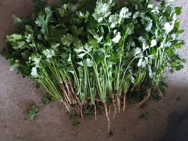 中叶铁杆香菜