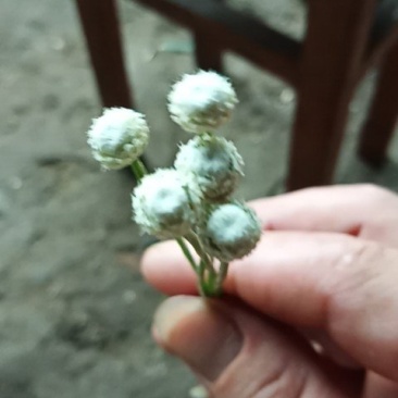谷精草