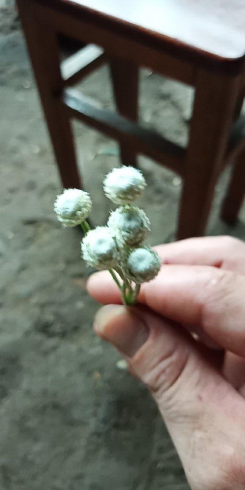 谷精草