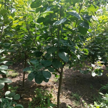 黄栌，3-8公分黄栌，荒山造林，抗旱优选，价格低，AAA