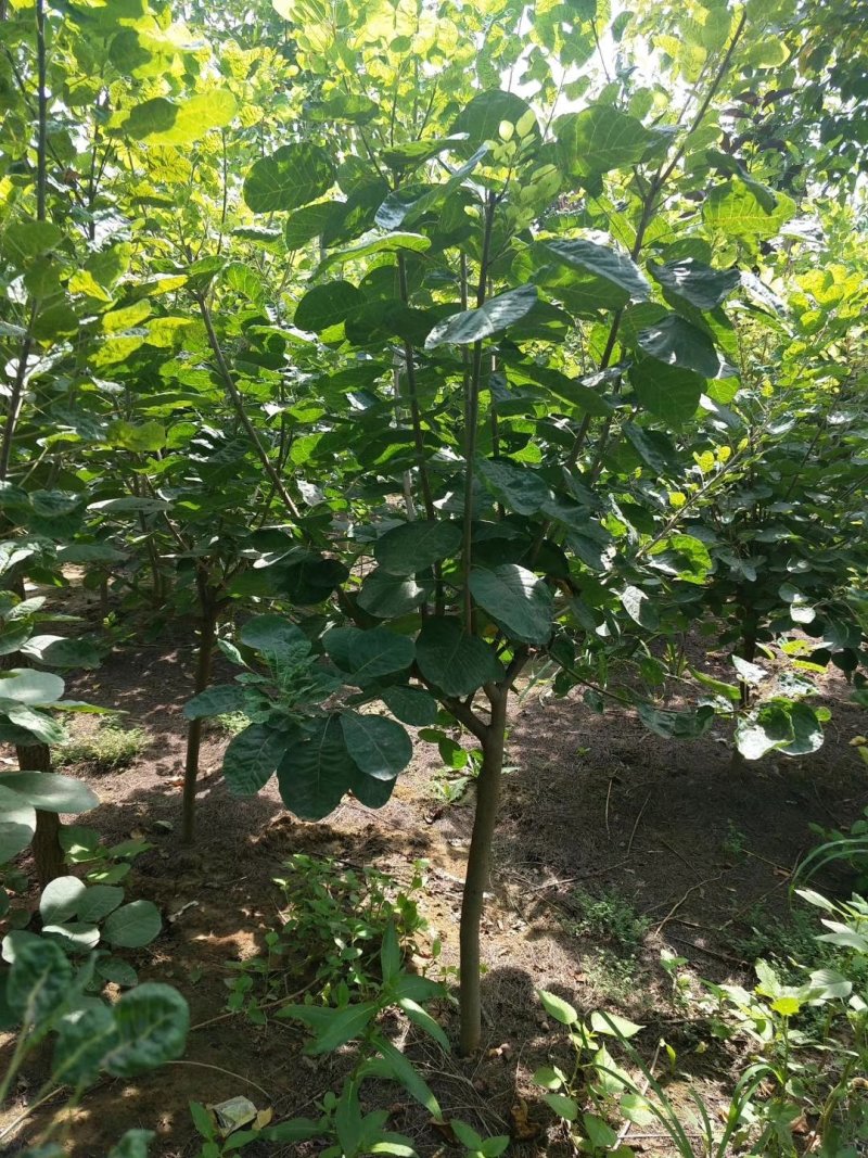 黄栌，3-8公分黄栌，荒山造林，抗旱优选，价格低，AAA