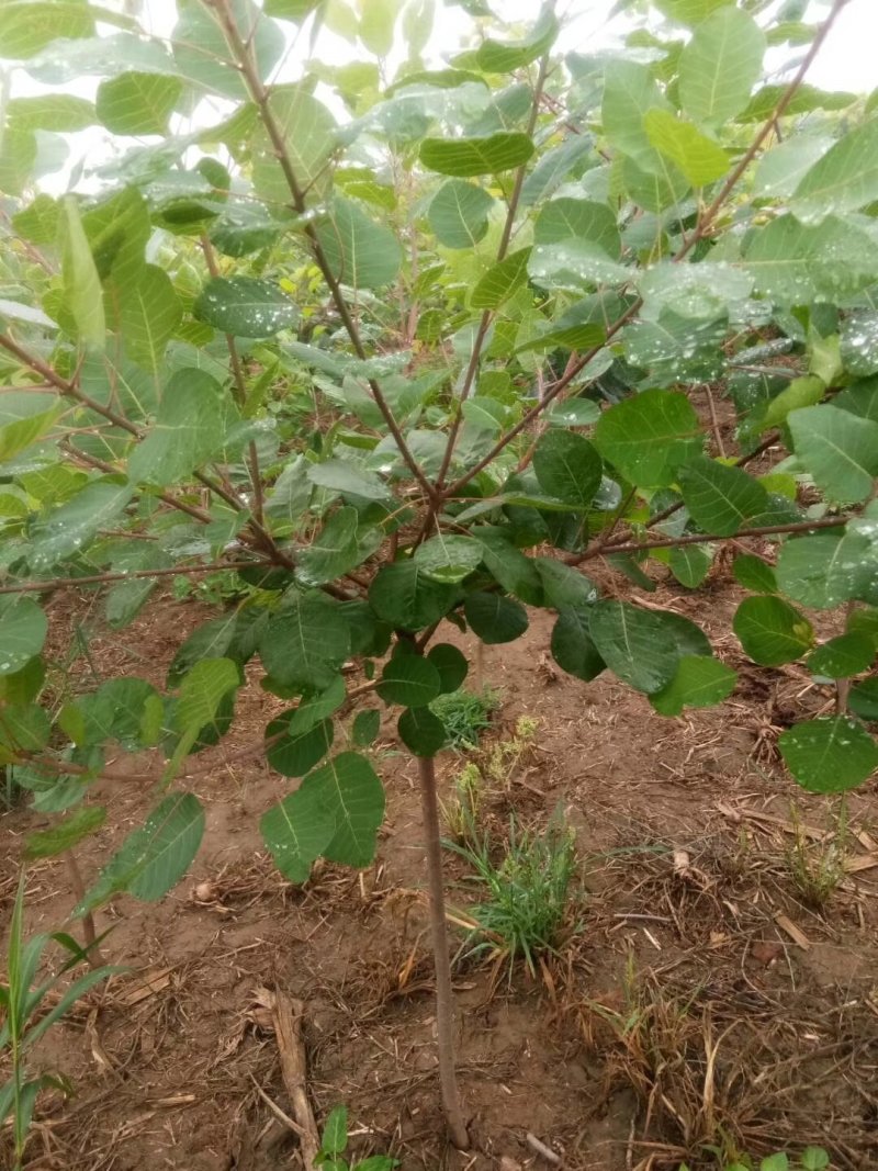 黄栌，3-8公分黄栌，荒山造林，抗旱优选，价格低，AAA