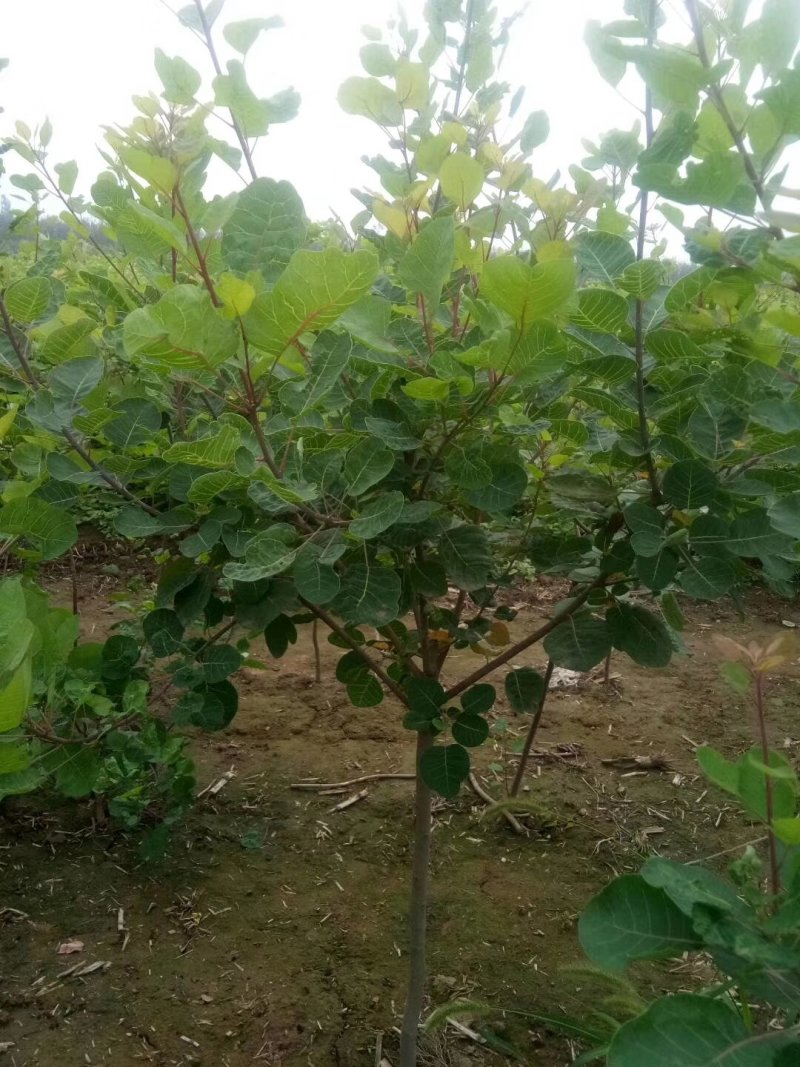 黄栌，3-8公分黄栌，荒山造林，抗旱优选，价格低，AAA