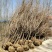 樱花，晚樱，日本晚樱，6公分，7公分，8公分
