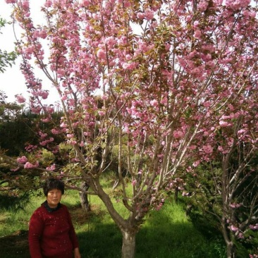 樱花，晚樱，日本晚樱，6公分，7公分，8公分