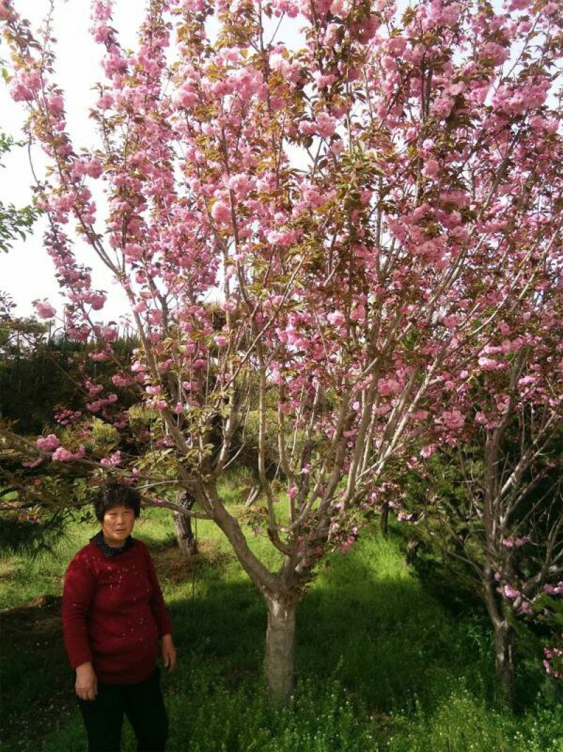 樱花，晚樱，日本晚樱，6公分，7公分，8公分