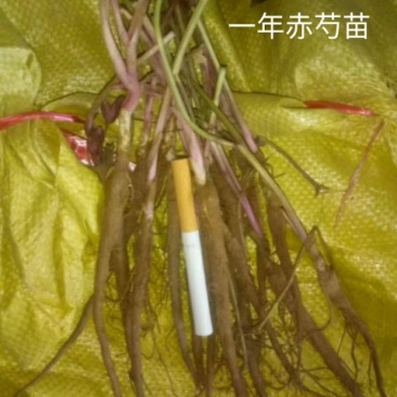 白芍种苗